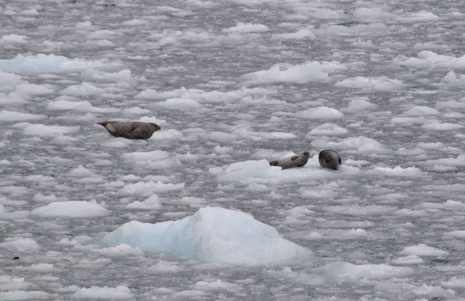 Harbor Seals
