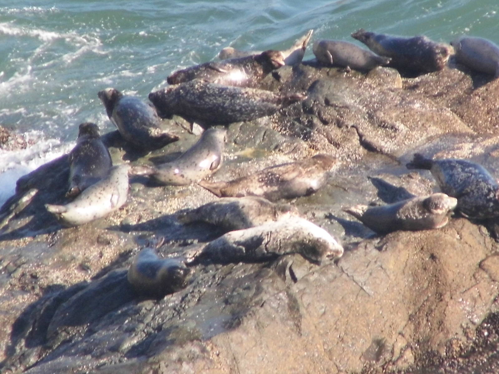 Harbor Seals