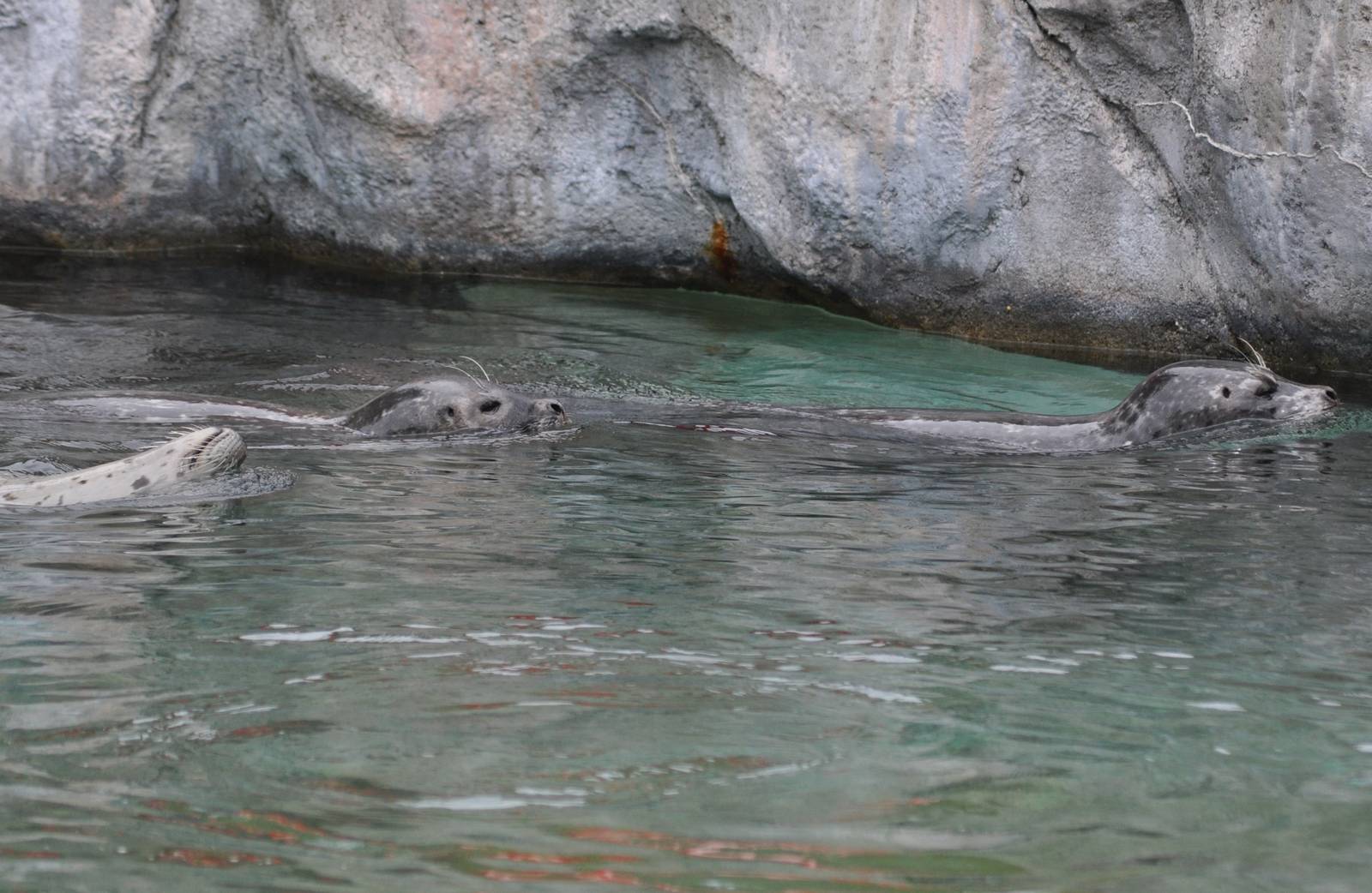 Harbor Seals