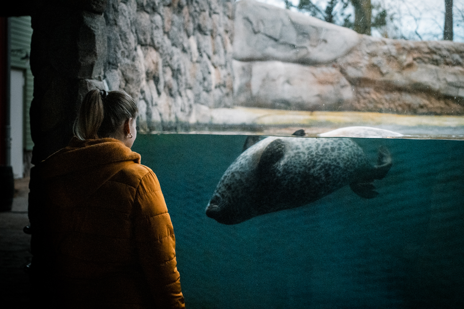 Harbor Seals