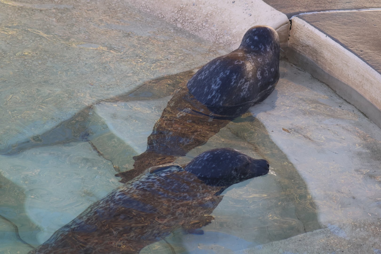 Harbor Seals