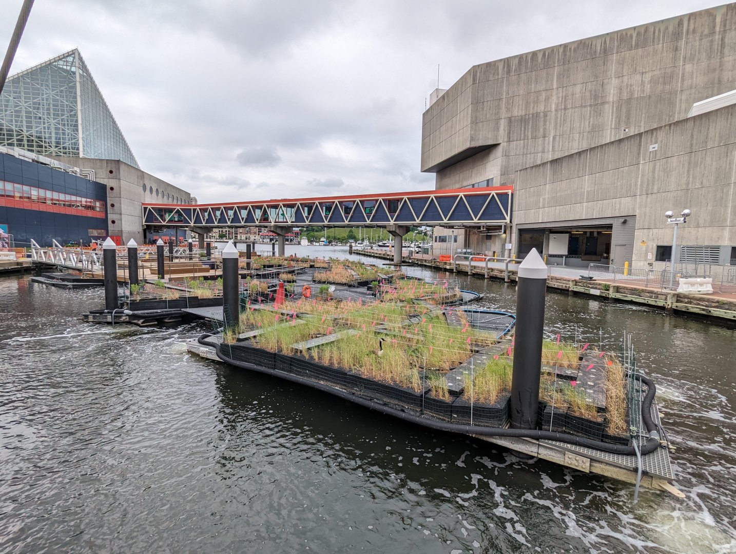 Harbor Wetlands Construction May 2024