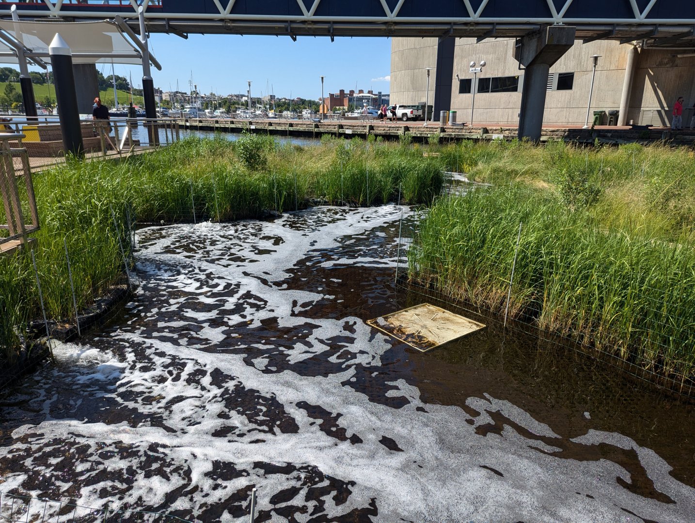 Harbor Wetlands