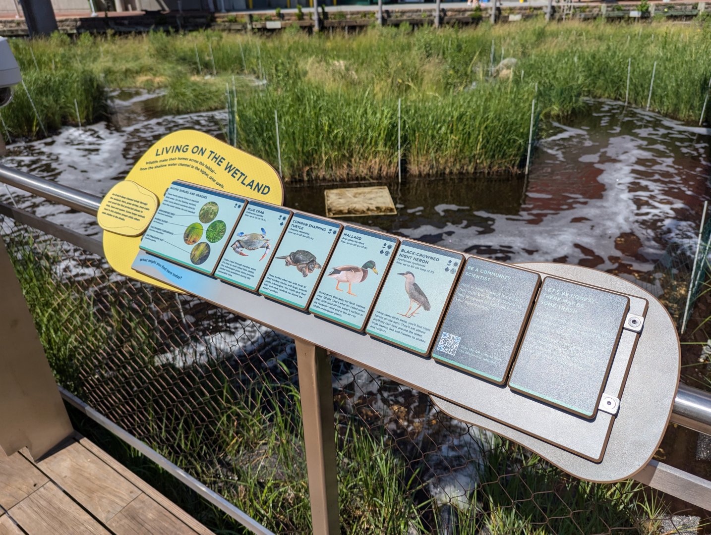 Harbor Wetlands