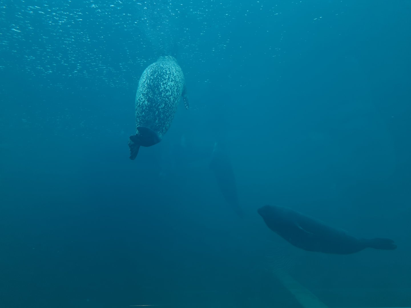 Harbour and Ringed seal underwater