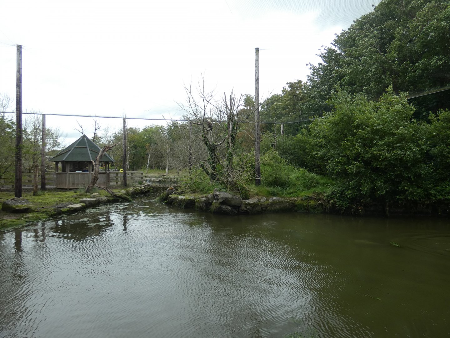 Harbour & grey seal and White-tailed sea eagle aviary