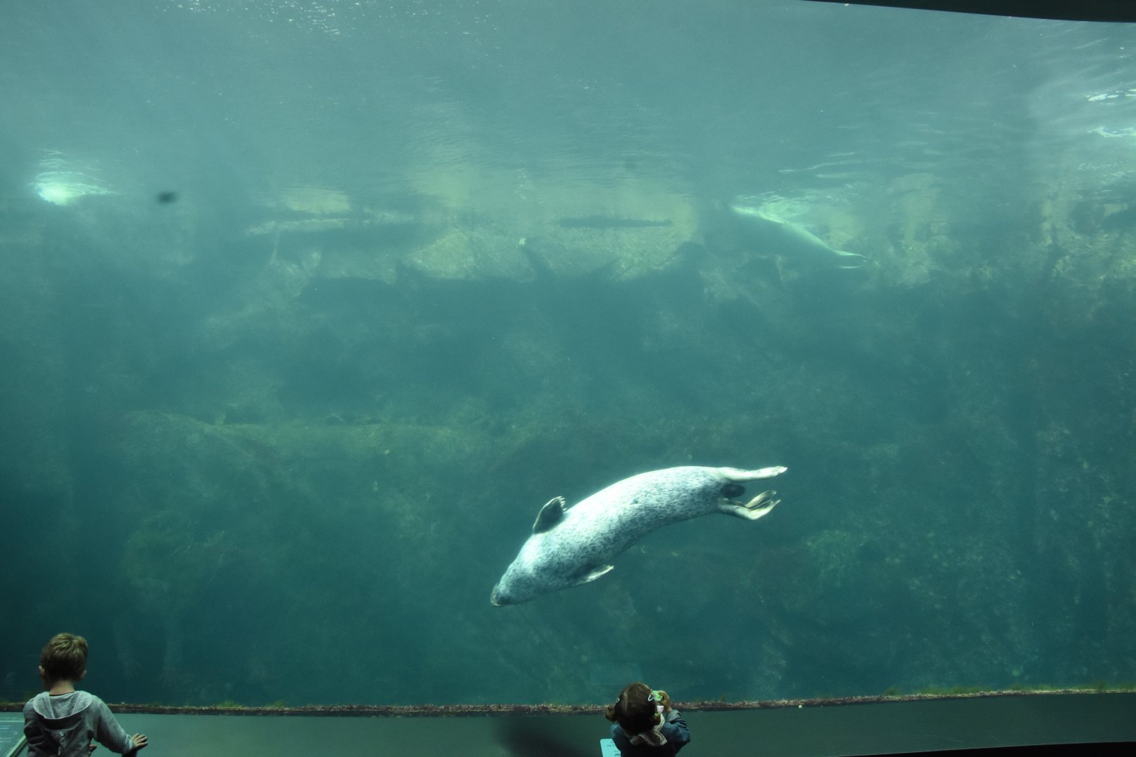 Harbour & Grey Seal tank
