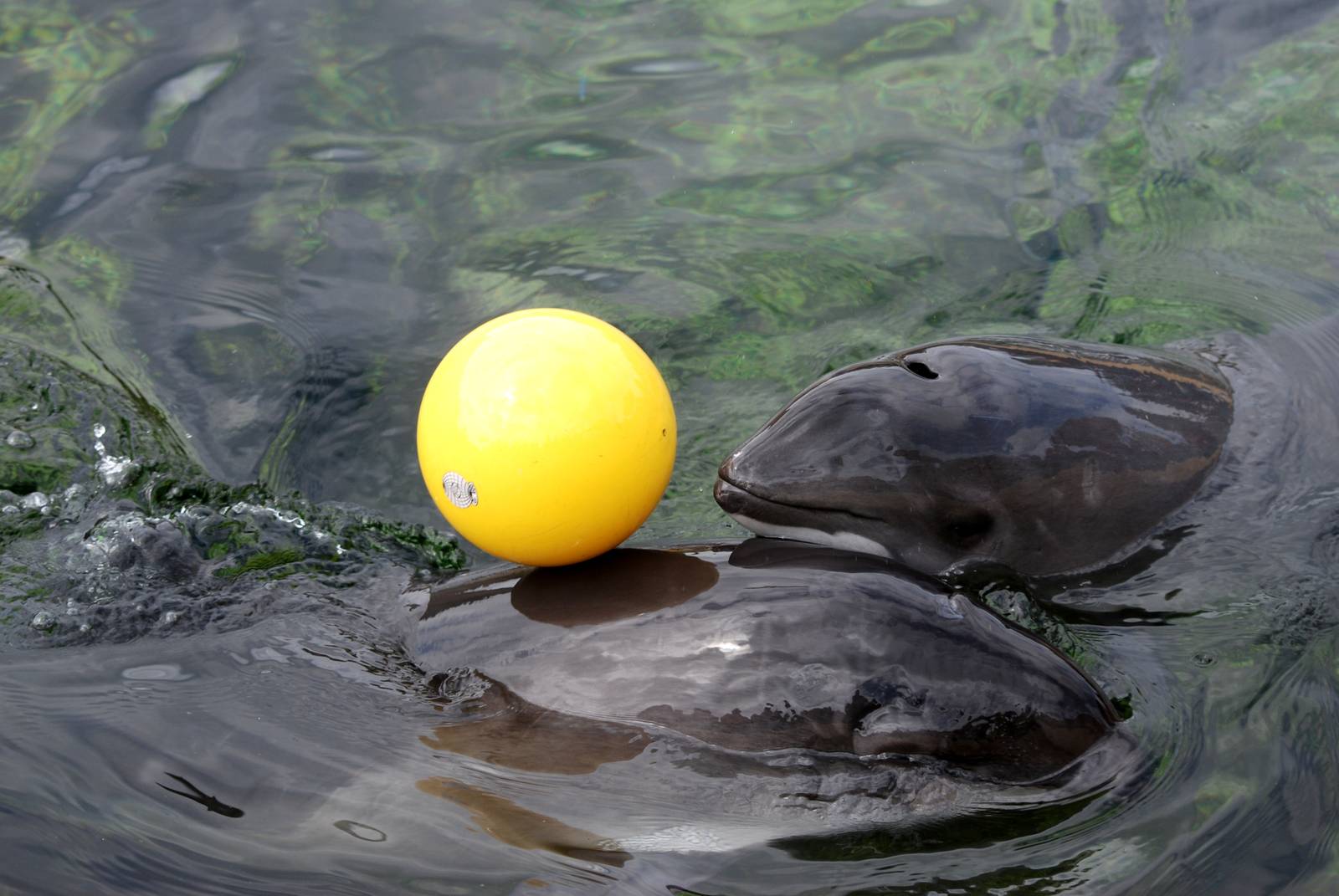 Harbour Porpoise Adult and Calf at Harderwijk, 01/06/12