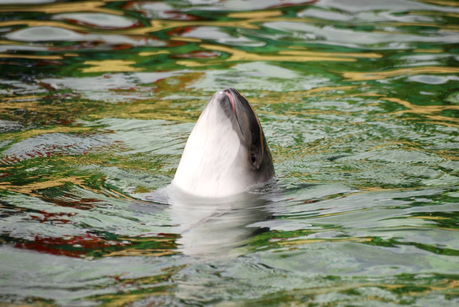 Harbour Porpoise at Harderwijk, 01/06/12