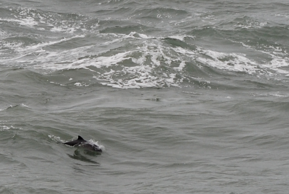Harbour Porpoise at Point Lynas (Anglesey), 16/08/14