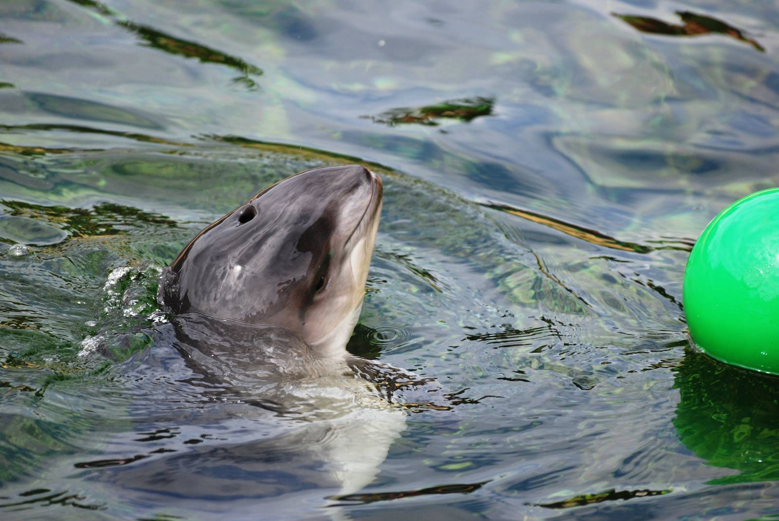 Harbour Porpoise Calf at Harderwijk, 01/06/12