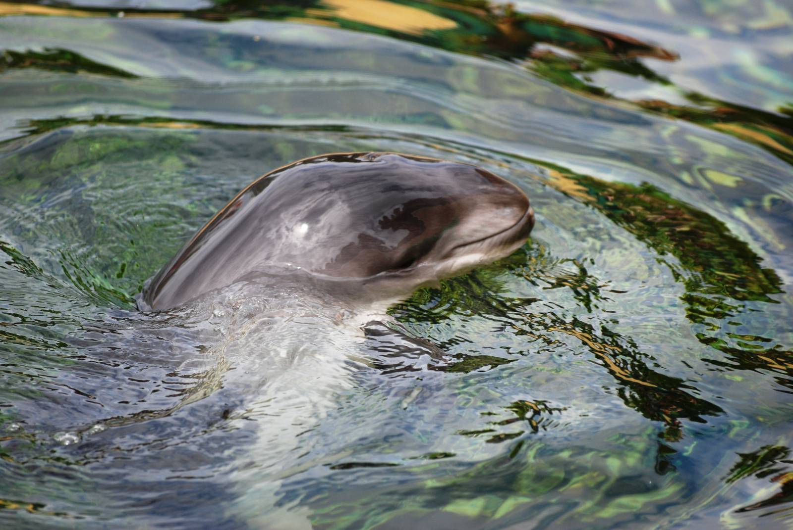 Harbour Porpoise Calf at Harderwijk, 01/06/12