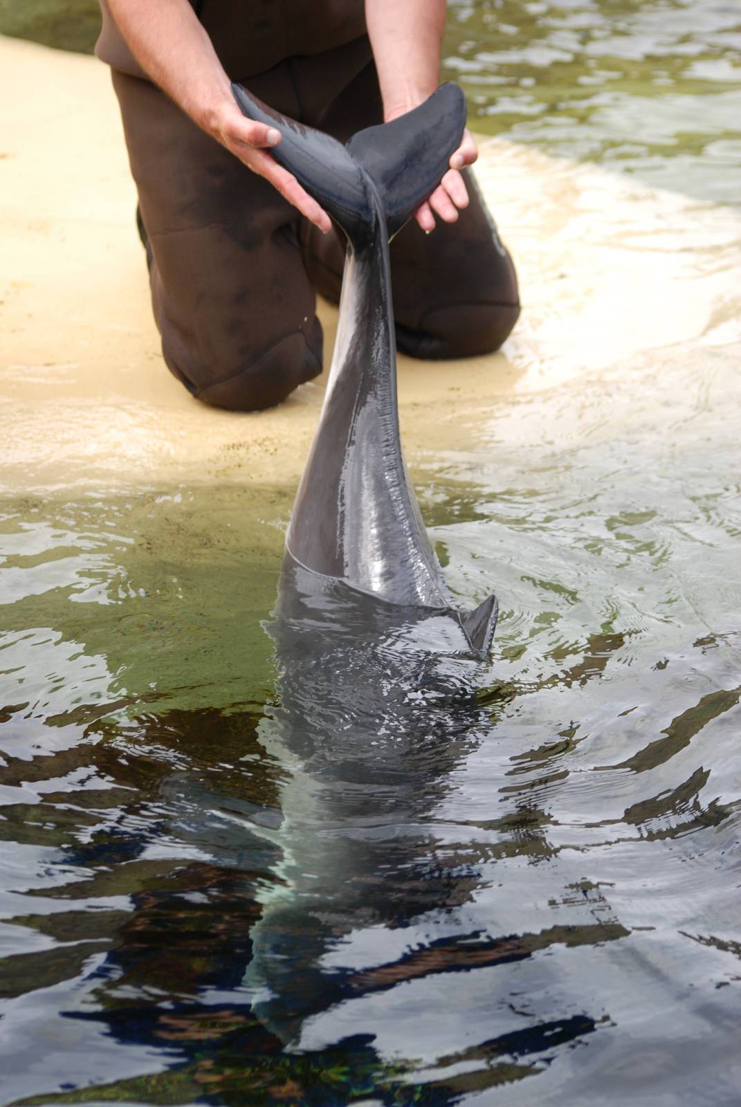 Harbour Porpoise Displays Flukes at Harderwijk, 01/06/12