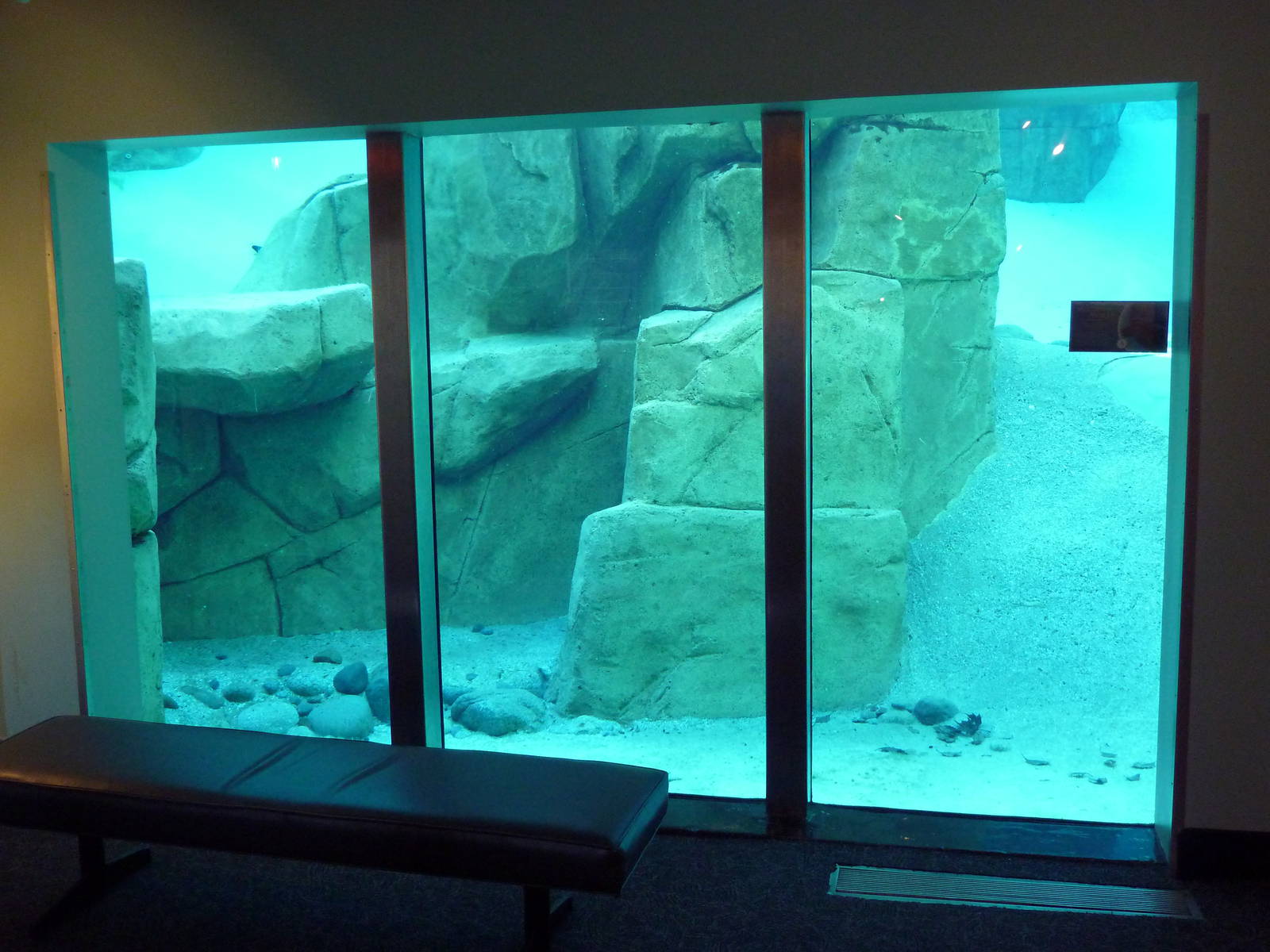 Harbour Porpoise Exhibit - Underwater Viewing