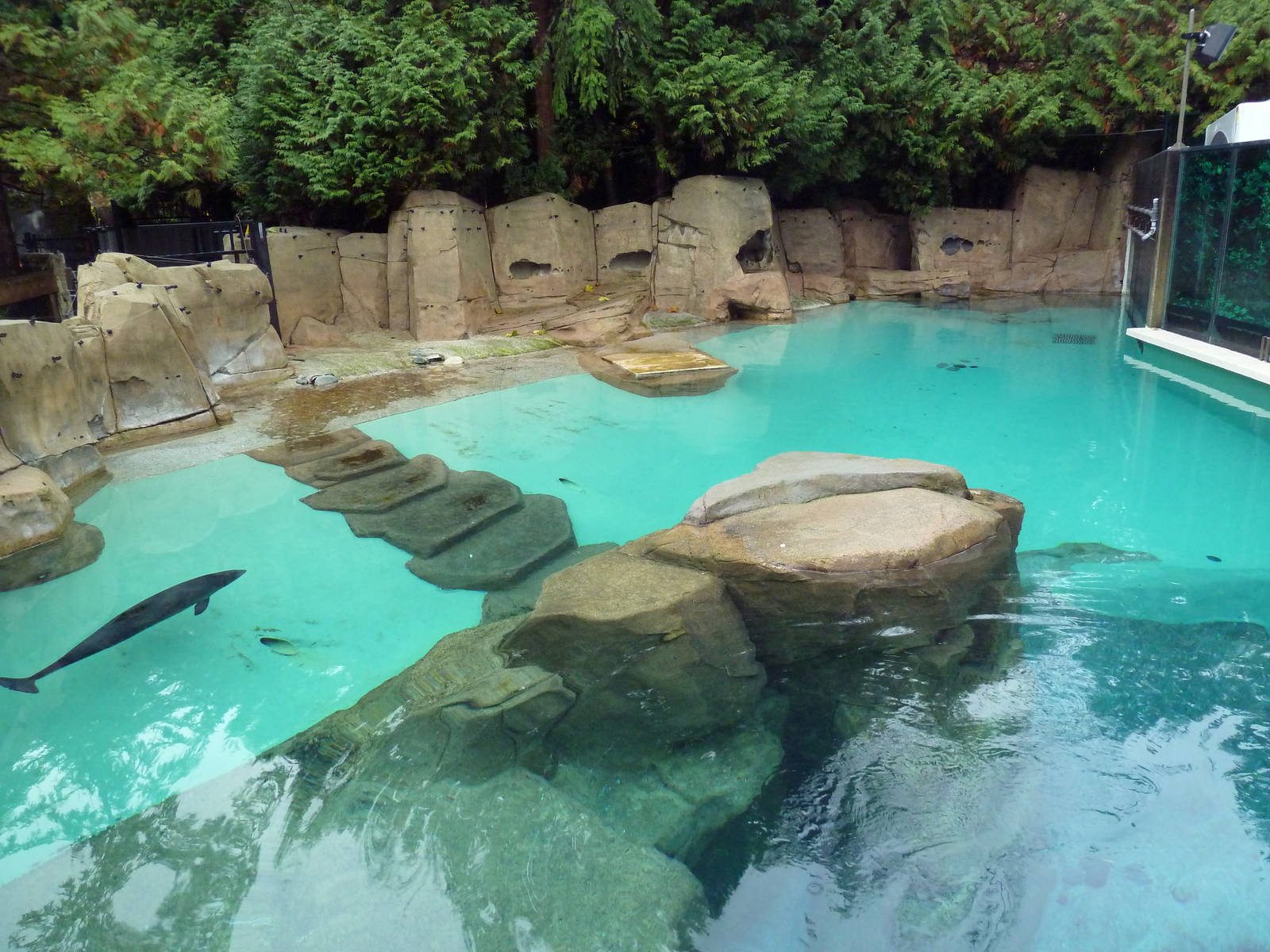 Harbour Porpoise Exhibit