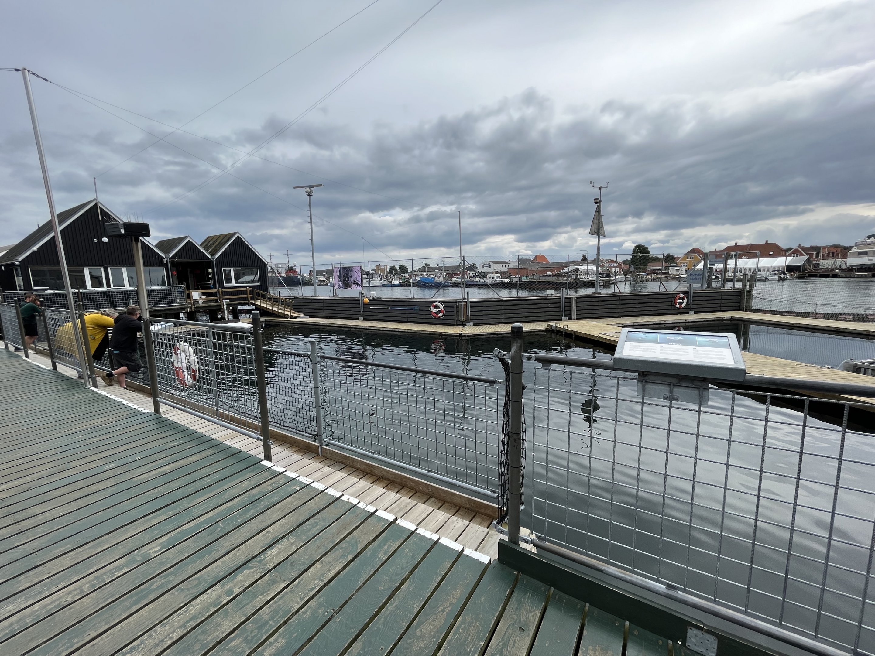 Harbour Porpoise Exhibit