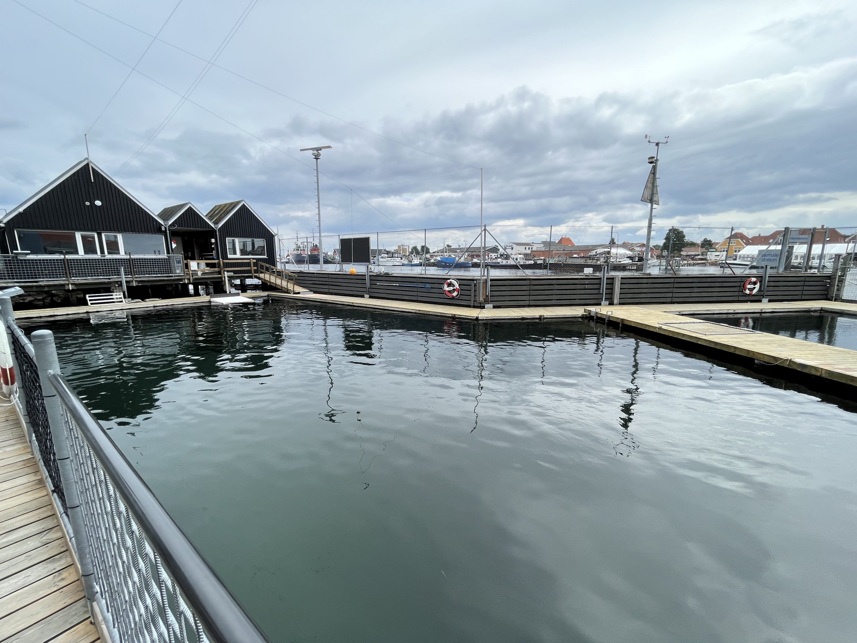 Harbour Porpoise Exhibit