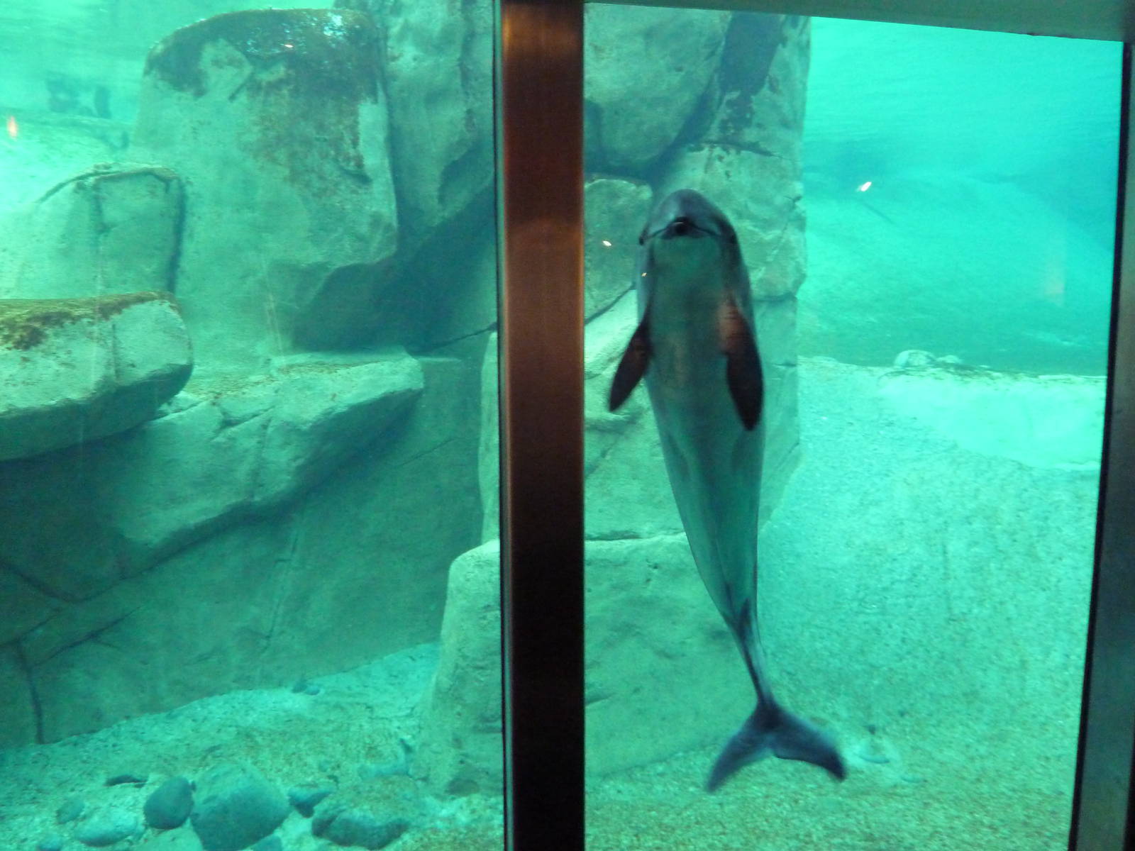 Harbour Porpoise - North America's Only Captive Specimen