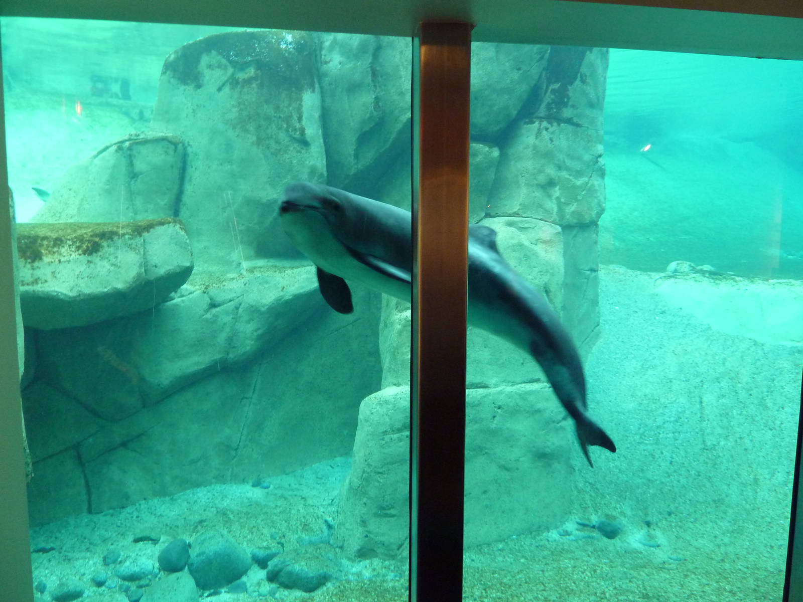 Harbour Porpoise - North America's Only Captive Specimen
