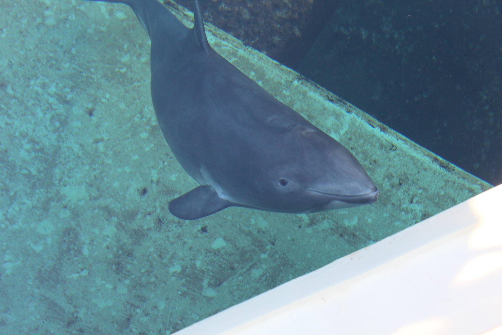 Harbour Porpoise - Nov 2014