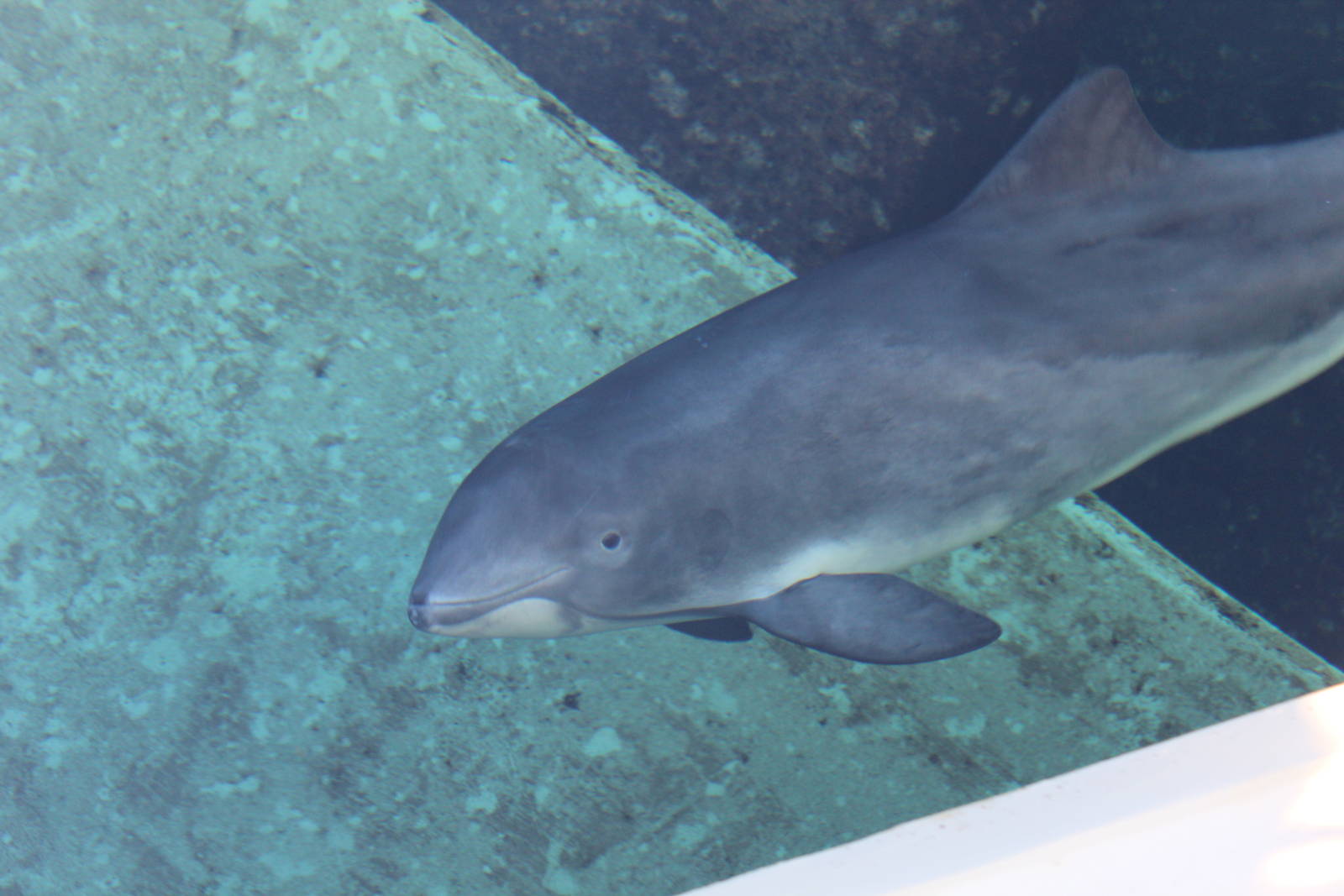 Harbour Porpoise - Nov 2014