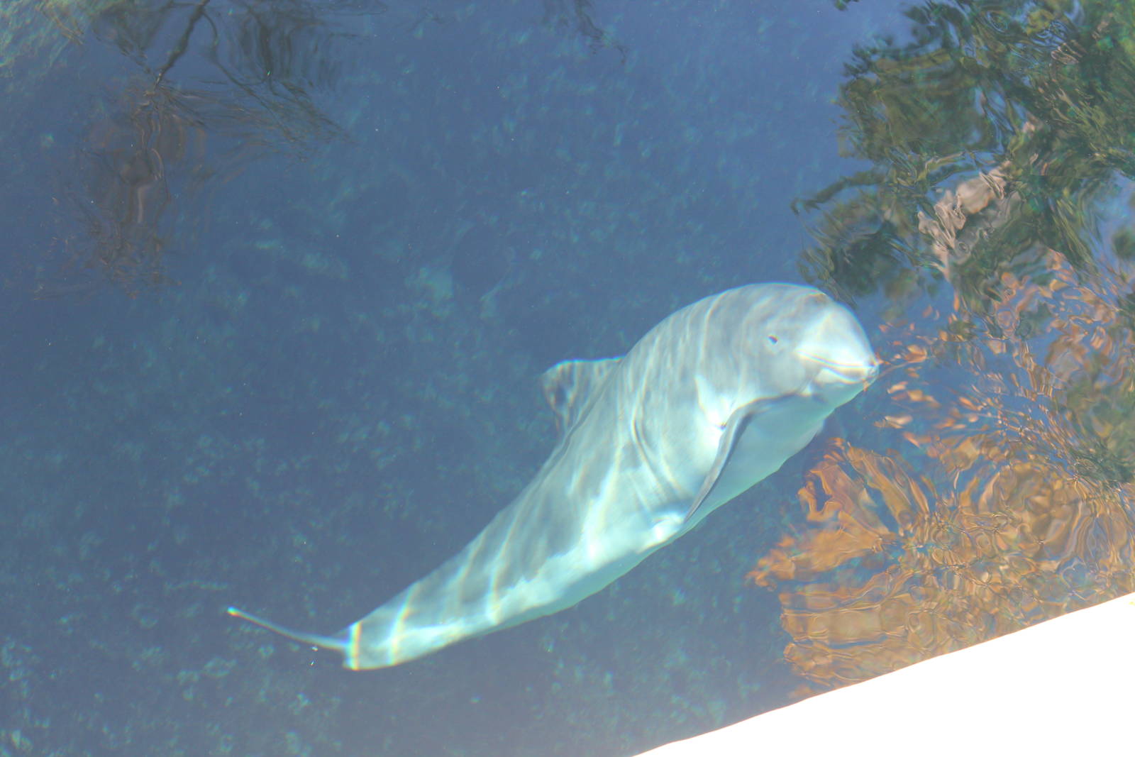 Harbour Porpoise - Nov 2014