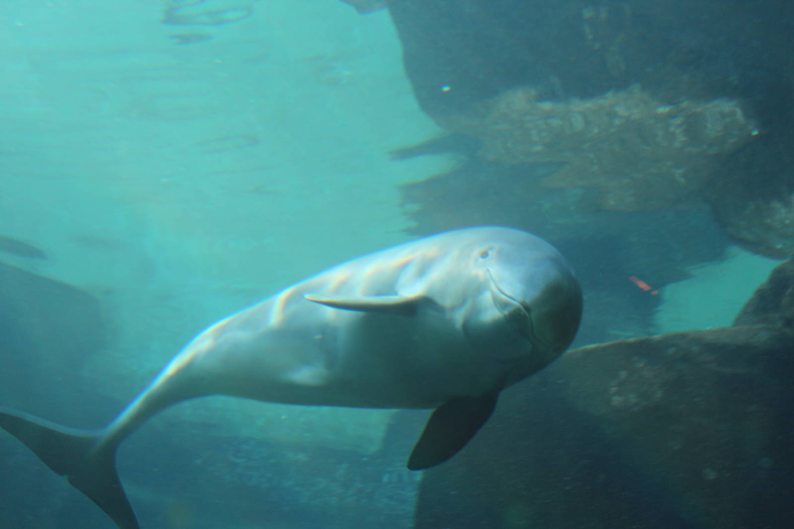 Harbour Porpoise - Nov 2014