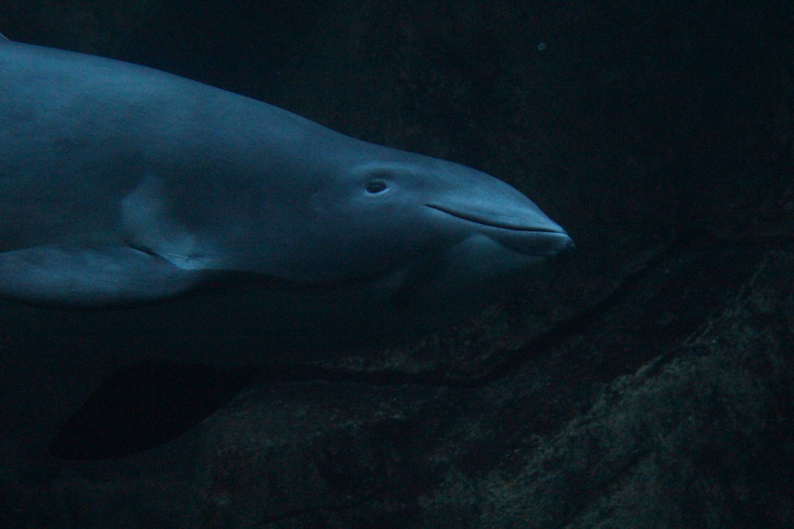 Harbour Porpoise - Nov 2014