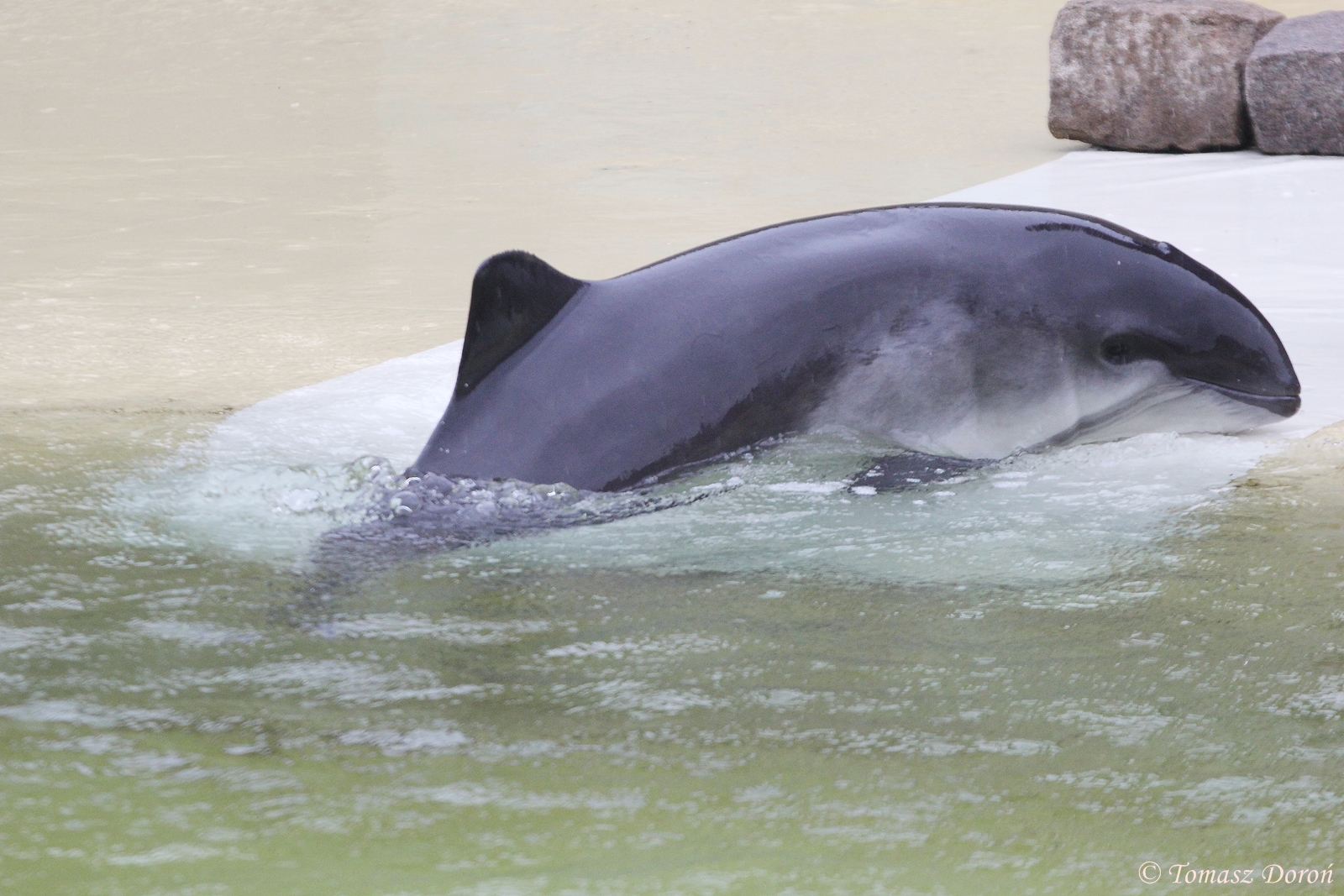 Harbour Porpoise ( Phocoena phocoena); June 2015