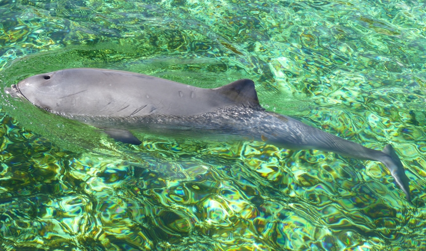 Harbour porpoise (Phocoena phocoena)