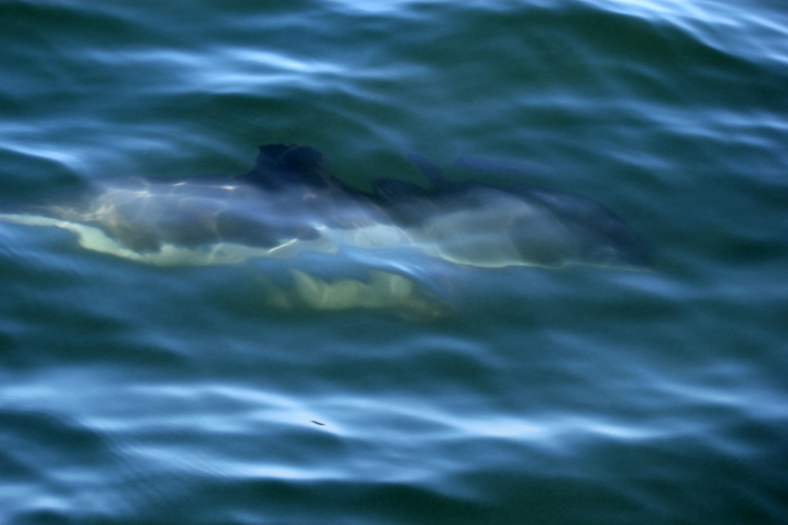 harbour porpoise (Phocoena phocoena)