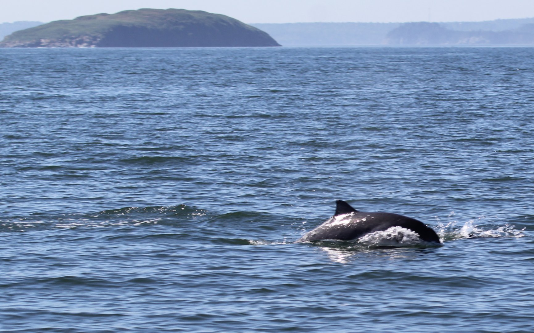 harbour porpoise (Phocoena phocoena)