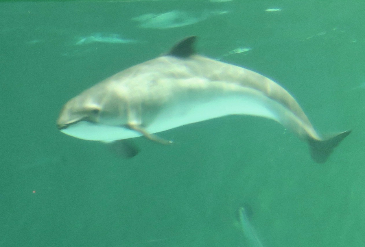 Harbour Porpoise (Phocoena phocoena)