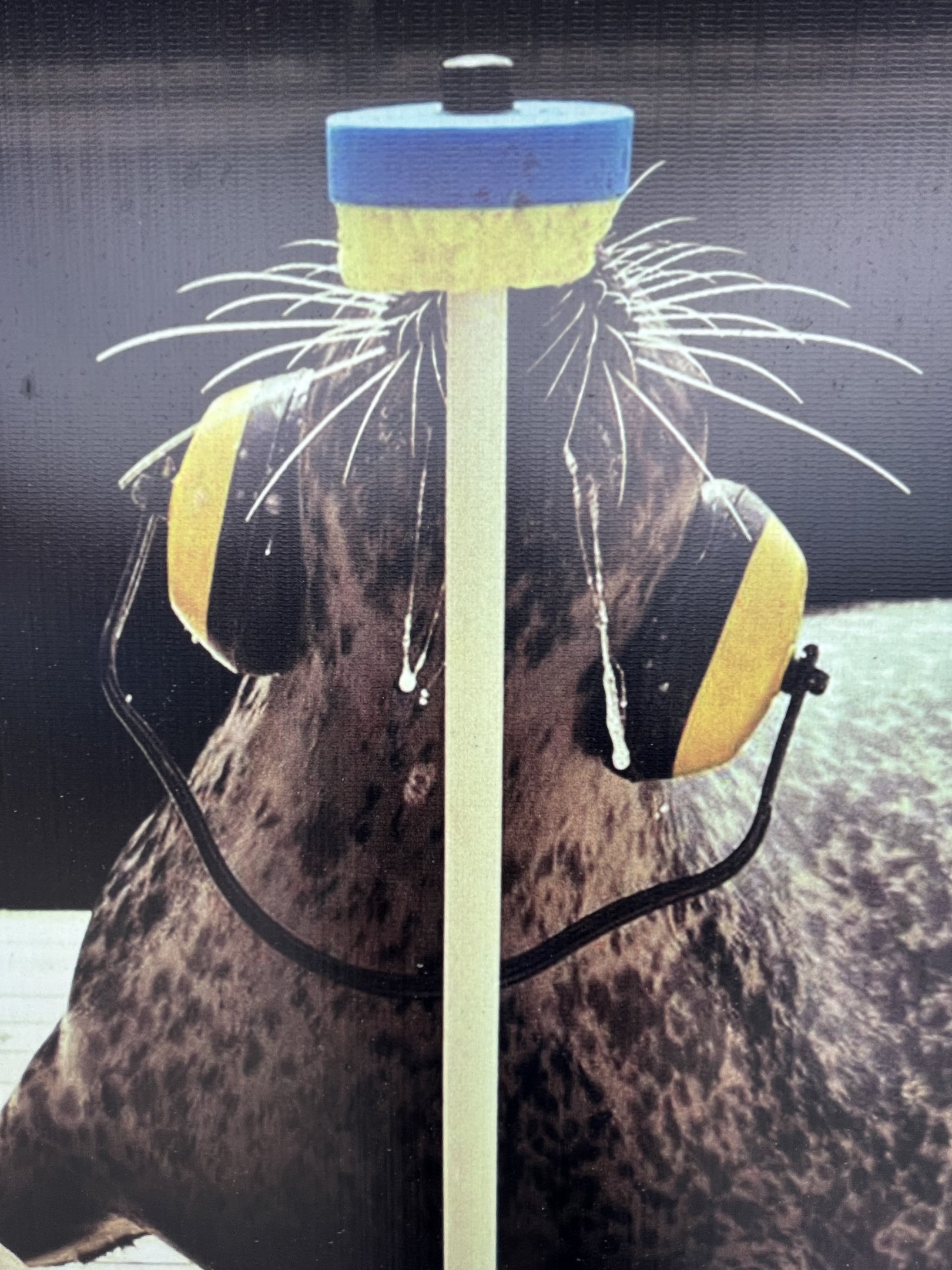 Harbour Porpoise Poster