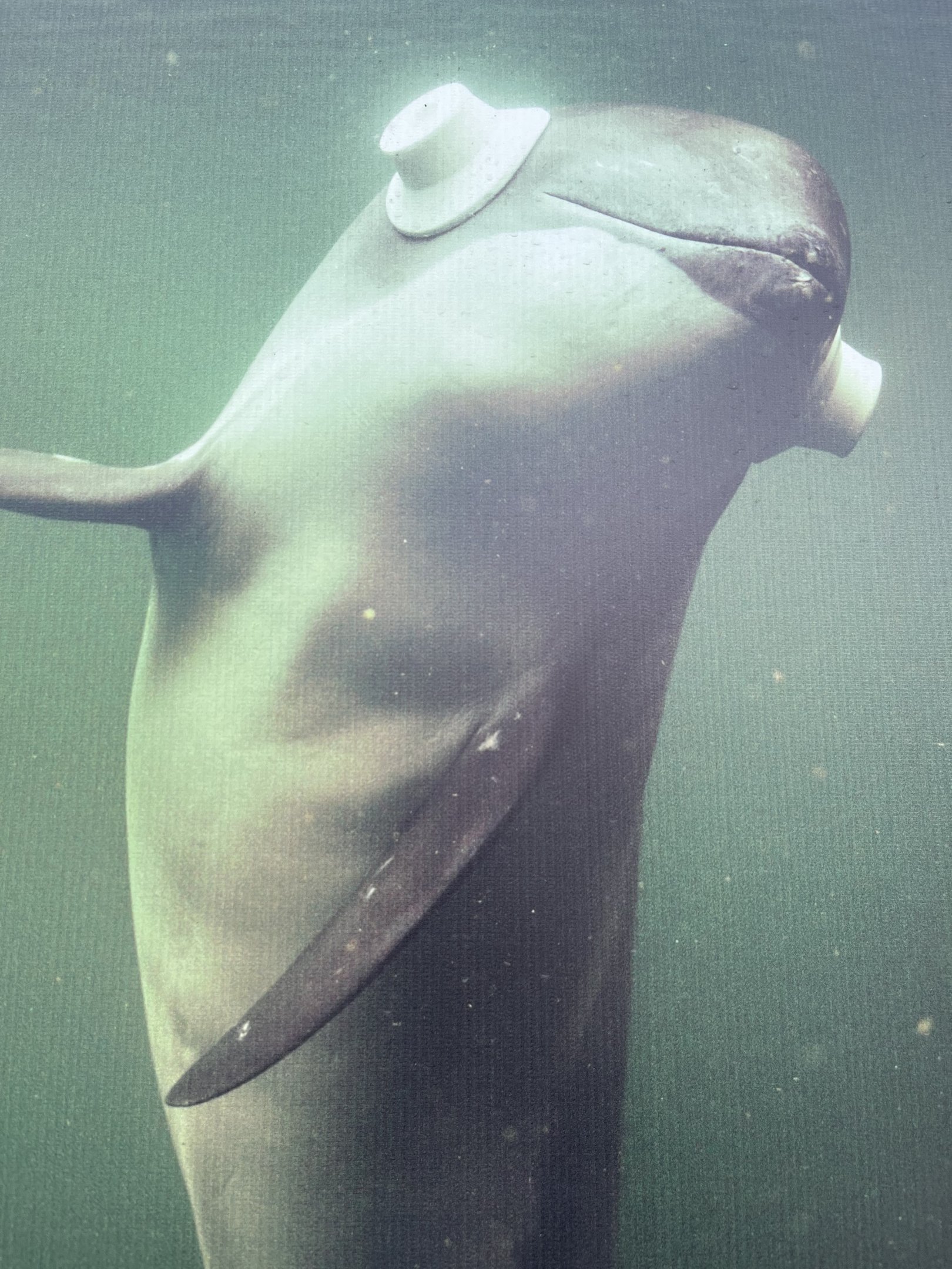 Harbour Porpoise Poster