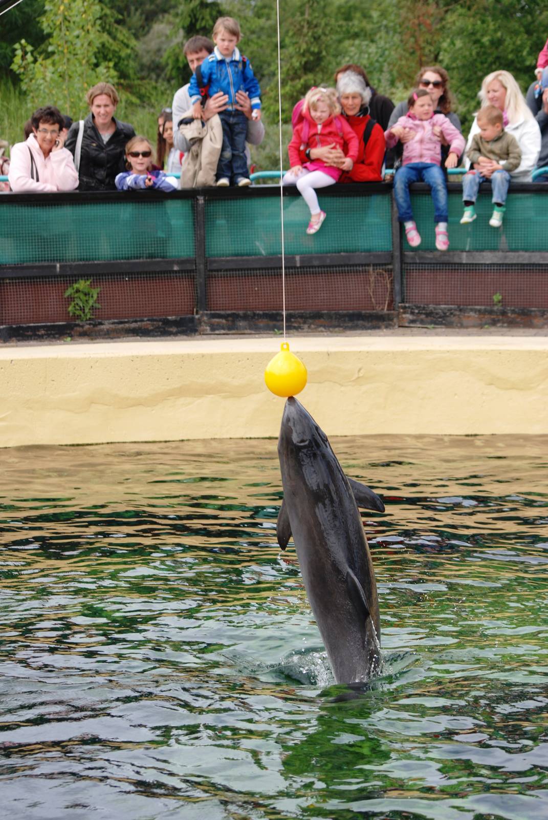 Harbour Porpoise Punches a Ball at Harderwijk, 01/06/12