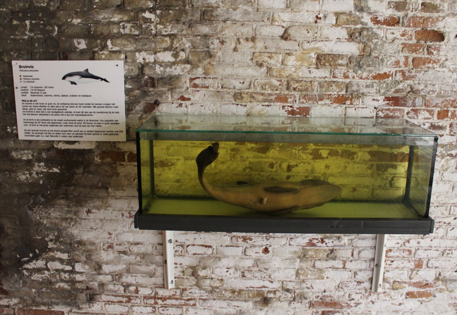 Harbour porpoise specimen