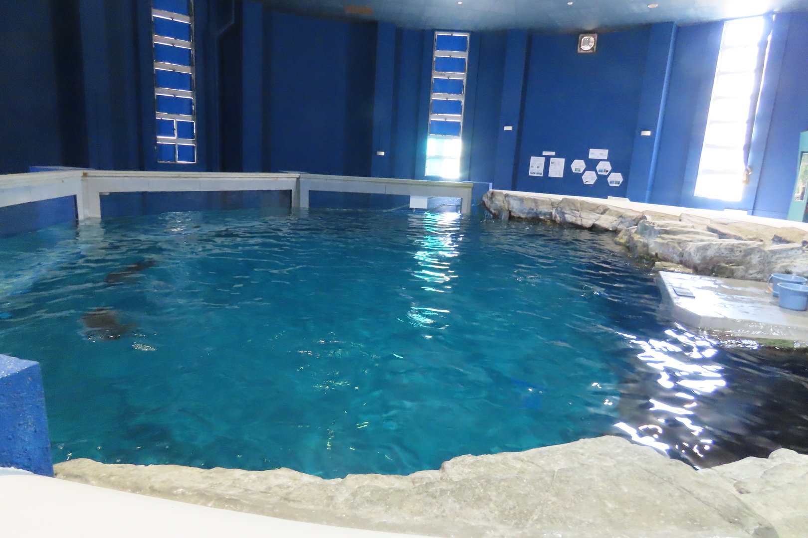 Harbour porpoise tank