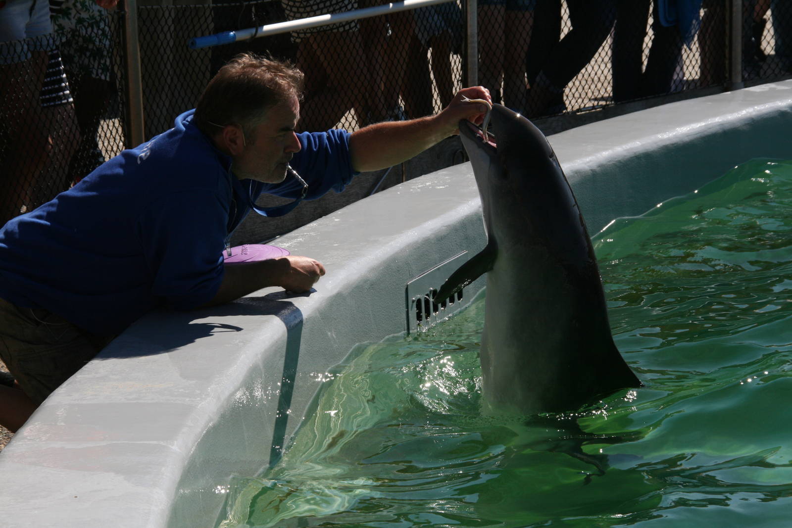 Harbour porpoise with his trainer
