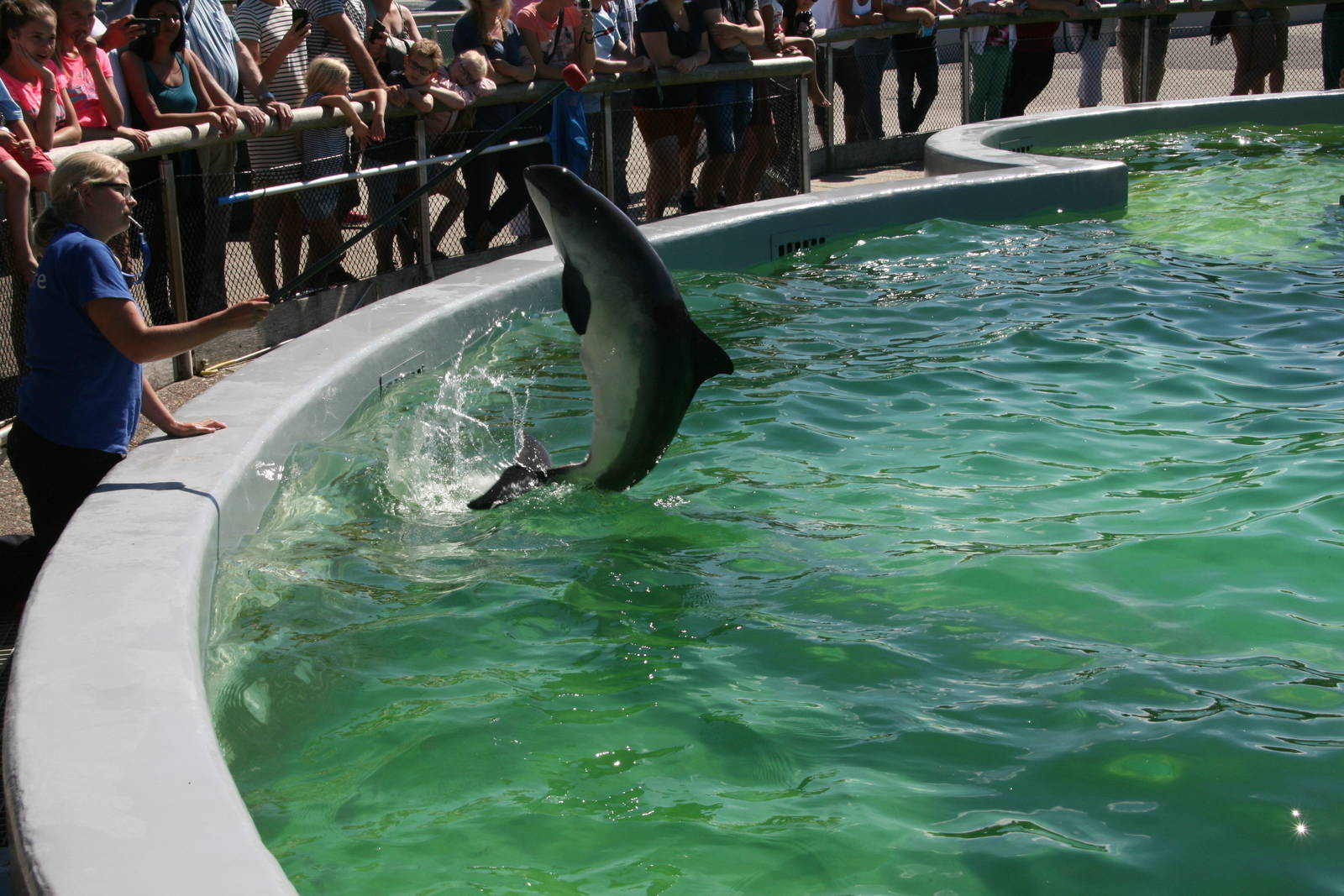 Harbour porpoise with his trainer