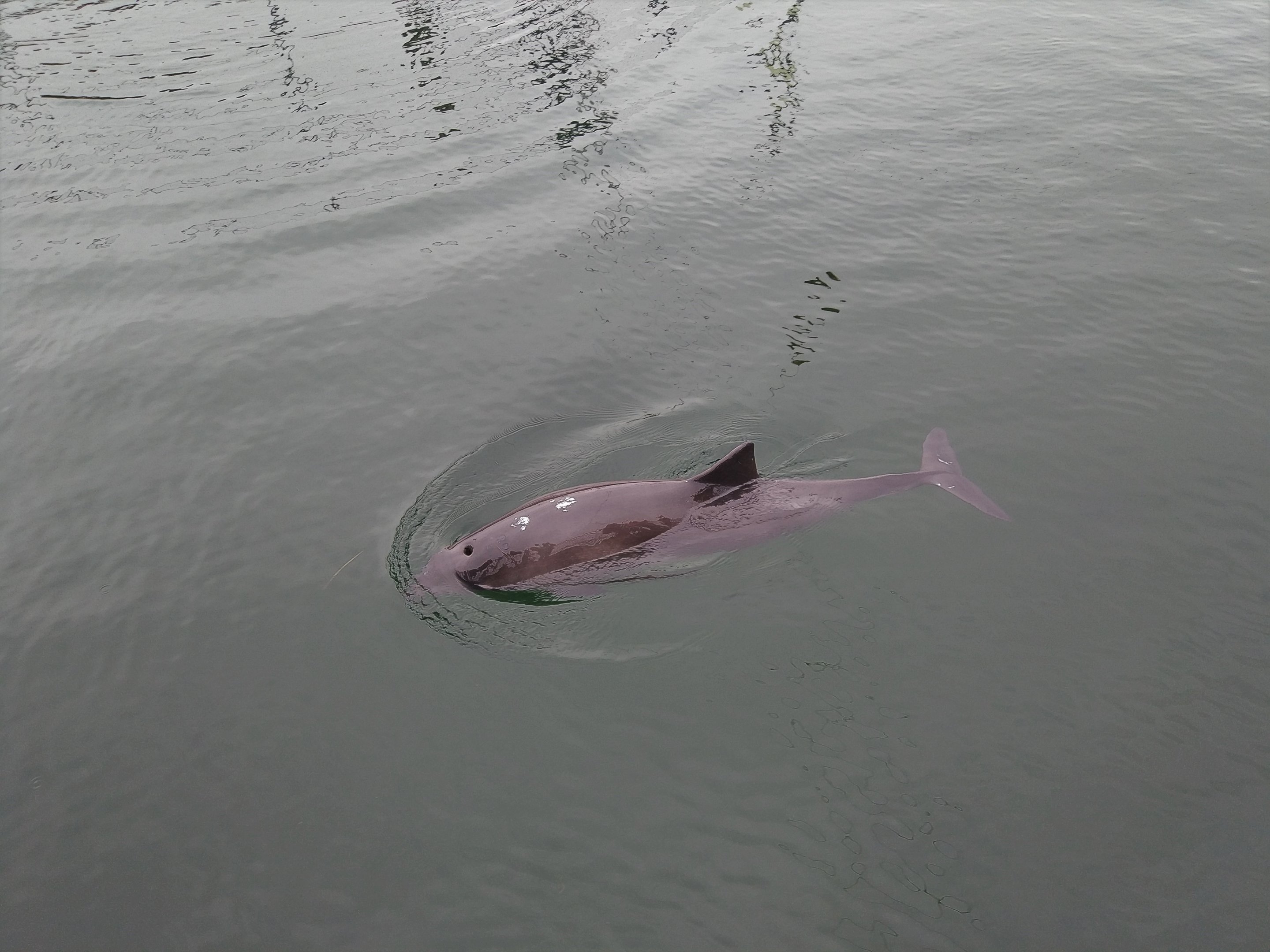 Harbour Porpoise