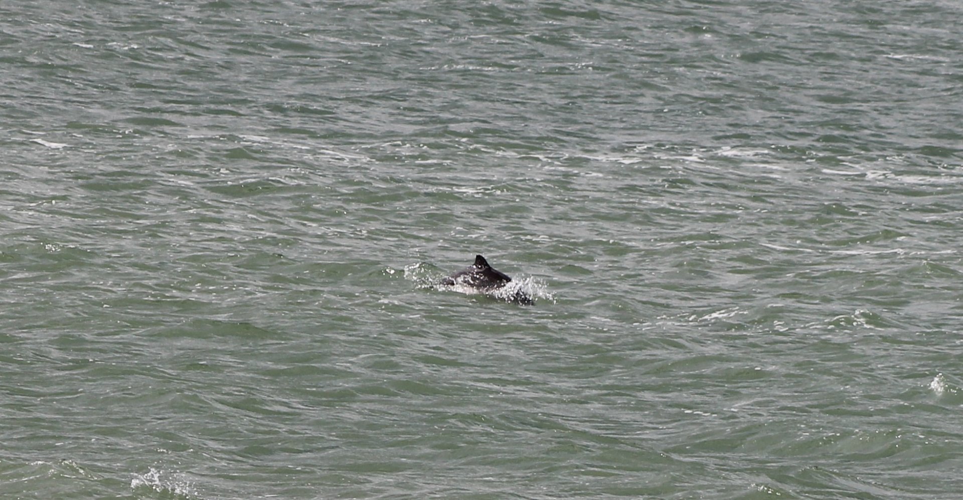 Harbour porpoise