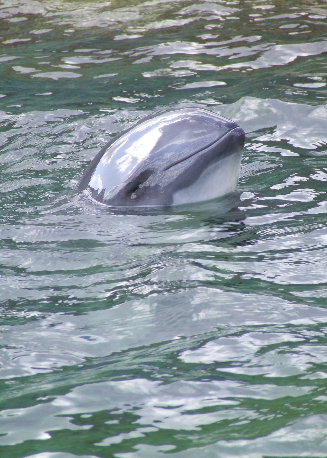 Harbour Porpoise