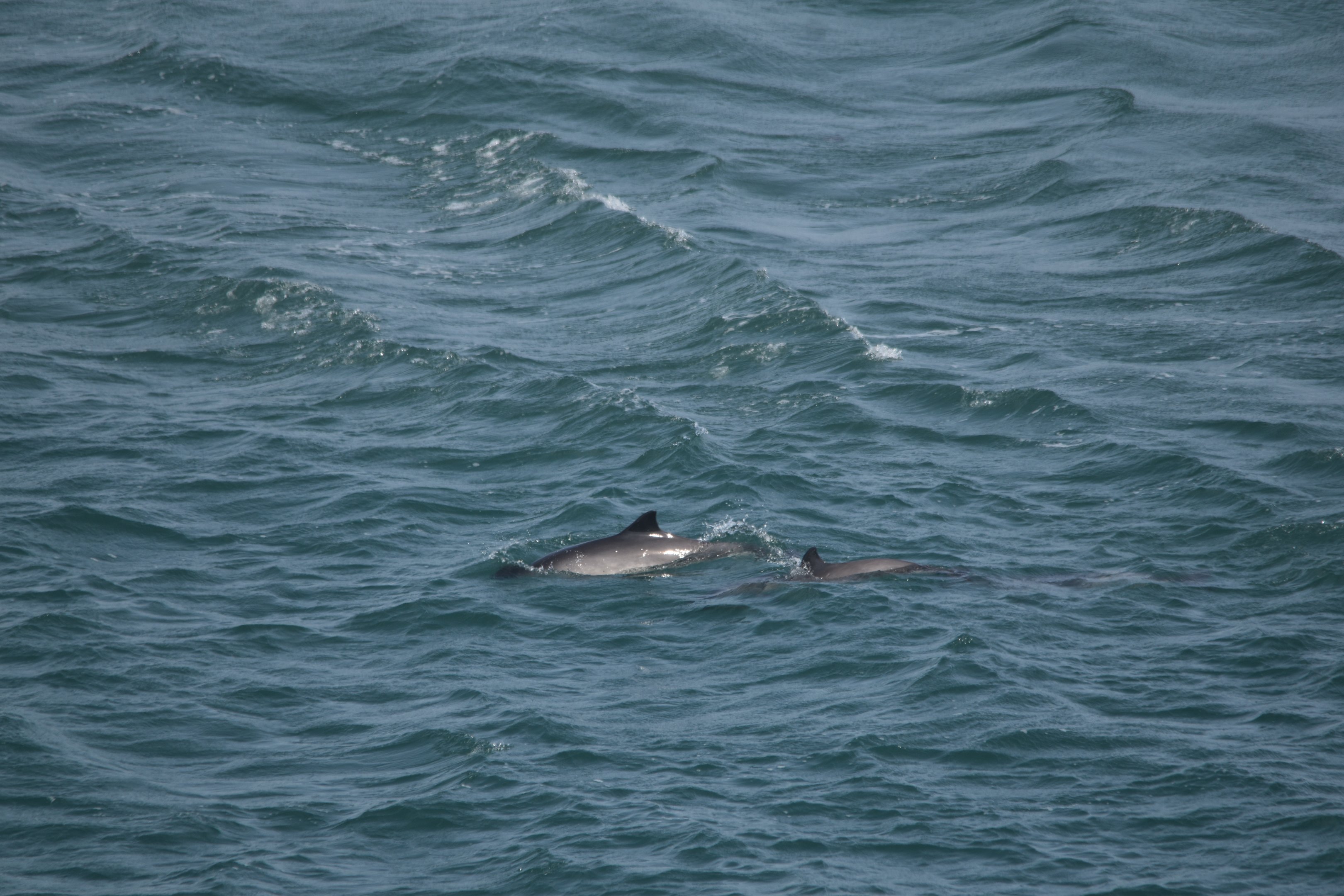 Harbour Porpoises at Point Lynas, 18th August 2024