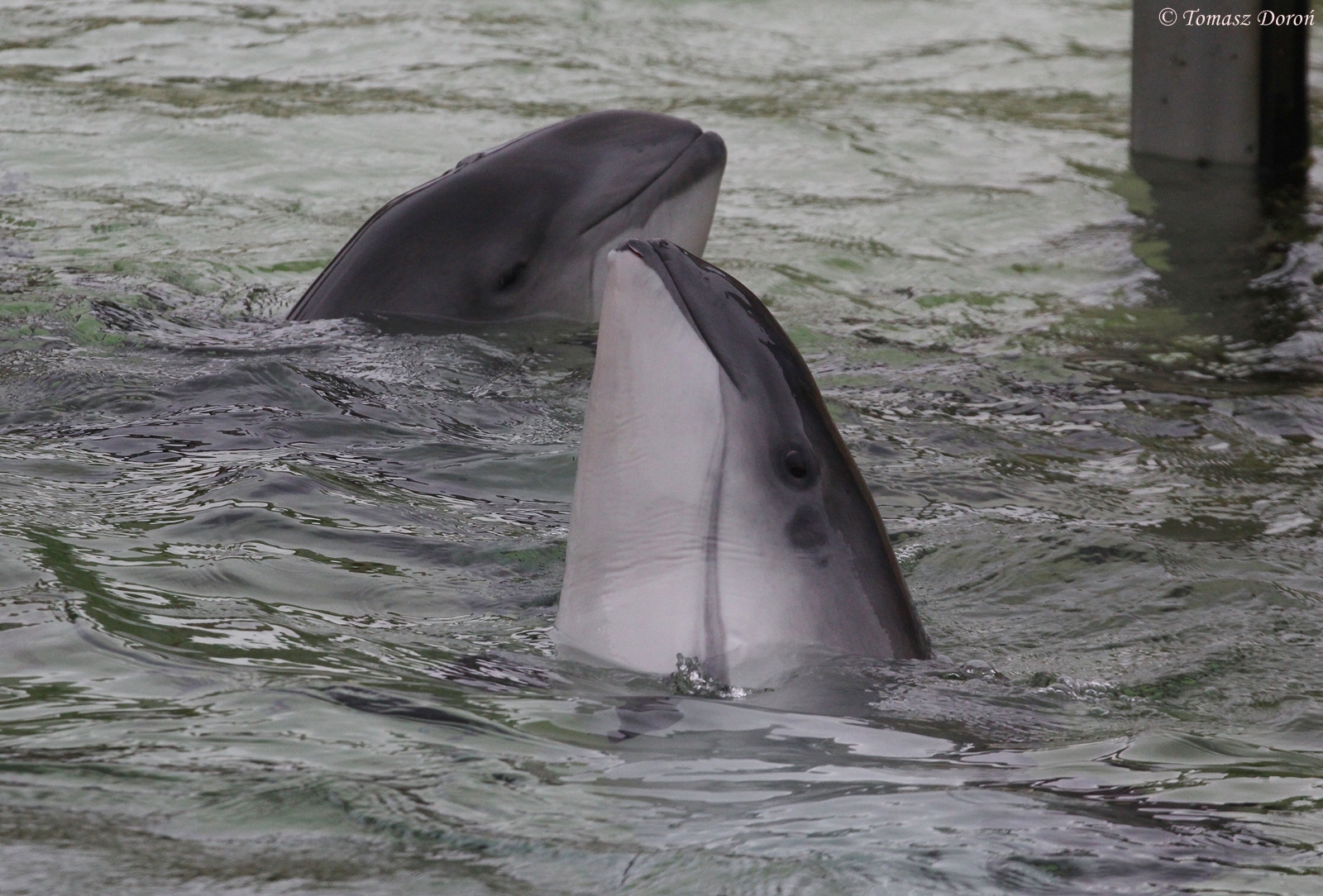 Harbour Porpoises ( Phocoena phocoena); June 2015