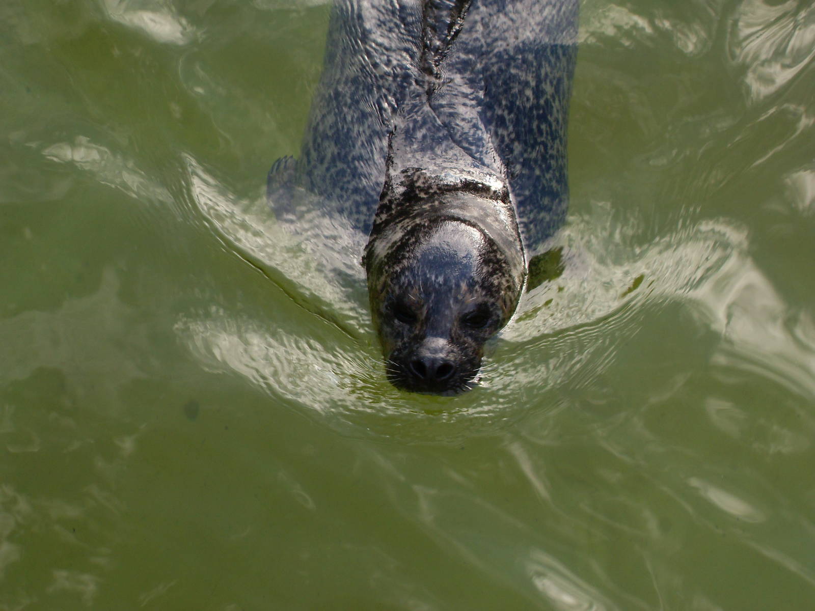 harbour seal 030910