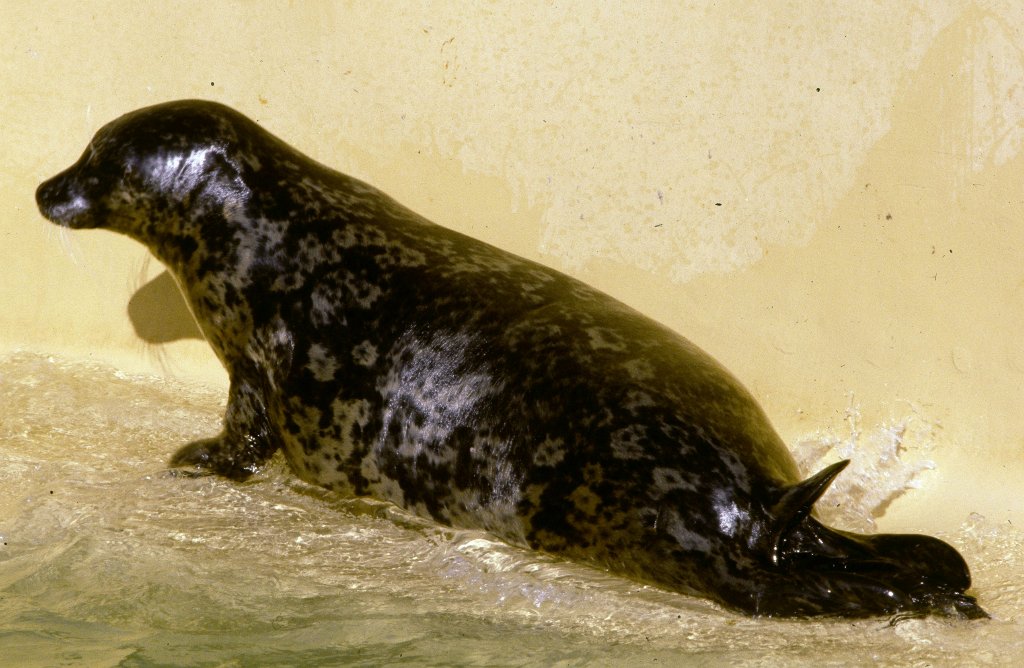 Harbour Seal - 1981