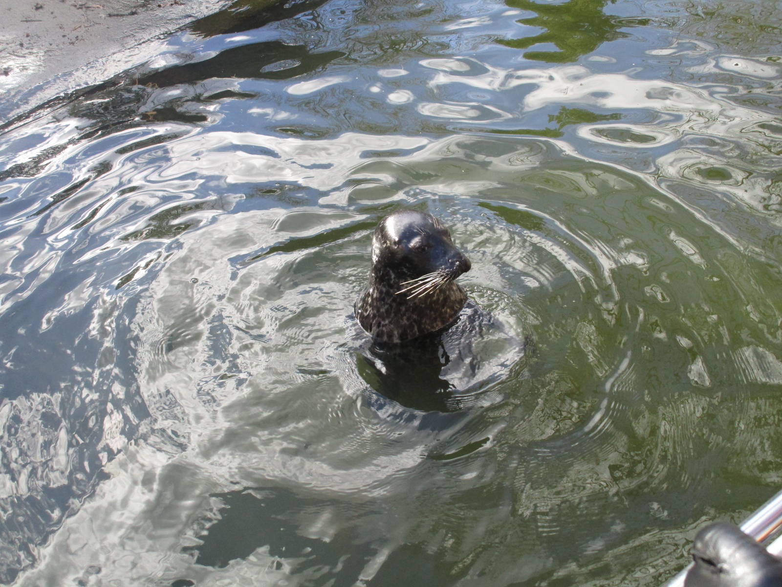Harbour Seal - 24/03/15