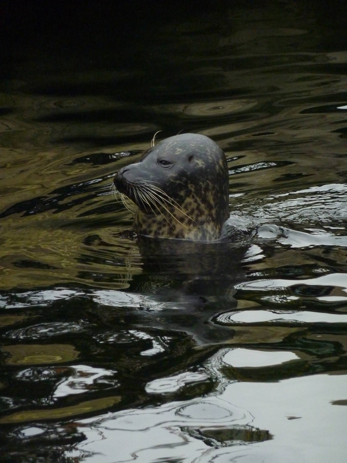 Harbour seal, 8th Feb 2012