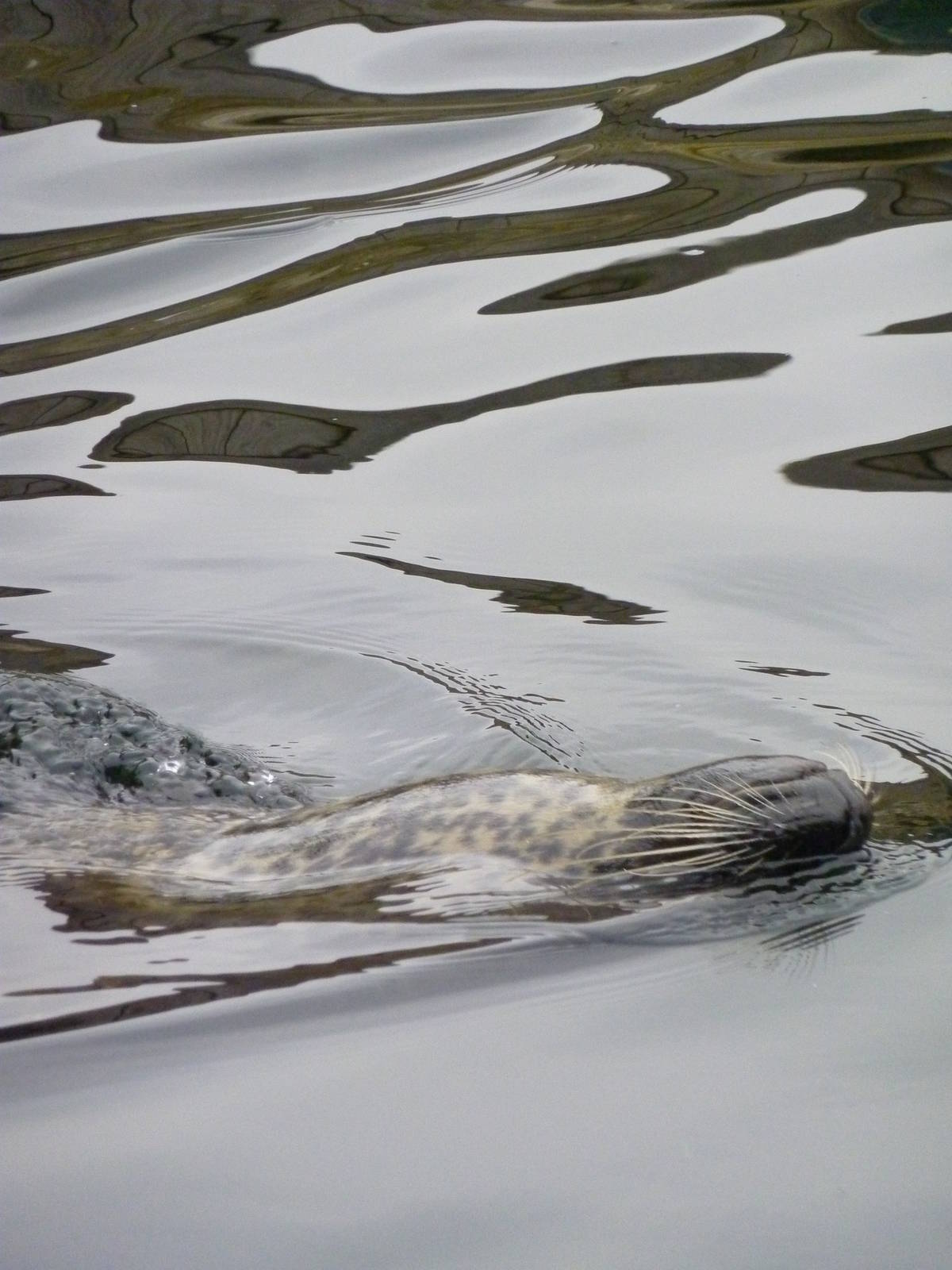 Harbour seal, 8th Feb 2012